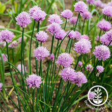 Load image into Gallery viewer, Easy & Delicious Bilingual Herb Seed Collection
