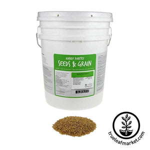 Barley - Whole (organic) - Grass Seeds