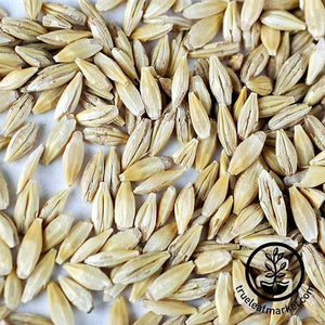 Barley - Whole (organic) - Grass Seeds