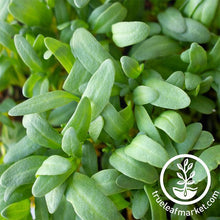 Load image into Gallery viewer, Swiss Chard Seeds - Yellow - Organic - Microgreens
