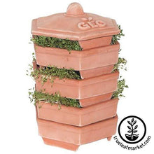 Load image into Gallery viewer, Terra Cotta Natural Sprouter by Geo
