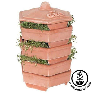 Terra Cotta Natural Sprouter by Geo