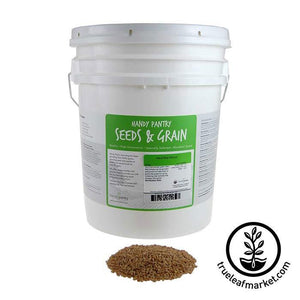 Wheat - Hard Red Spring (organic) - Sprouting Seeds
